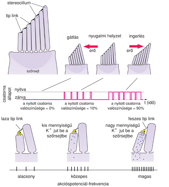 IV/3.3. A szôrsejtek szerepe a hallás folyamatában