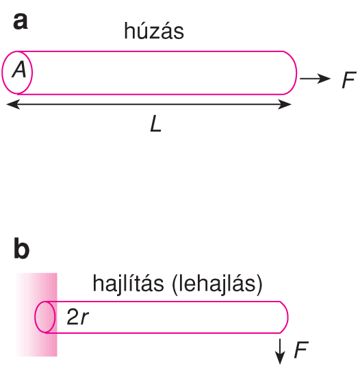 V/1.1.1. A citoszkeletális filamentumok rugalmassága