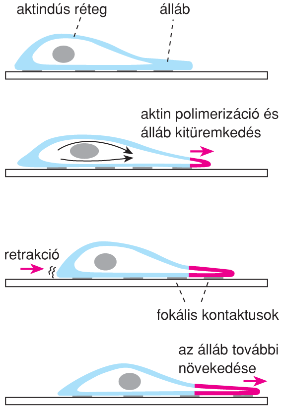 V/1.1.4. Sejtmozgás, motilitás