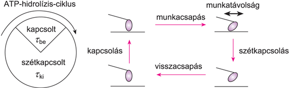 V/1.2.2. Motorfehérjék közös tulajdonságai