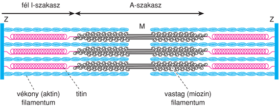 V/1.3.2. A harántcsíkolt izom szerkezete