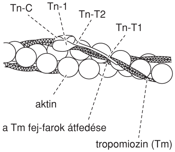 V/1.4.1. A tropomiozin-troponin alapú szabályozás