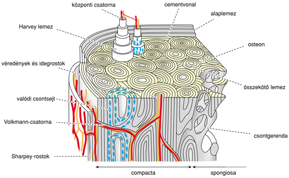 V/2.1.1. A csontszövet mint anyag