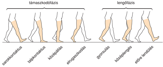 V/2.1.3. A csontváz mint szervrendszer