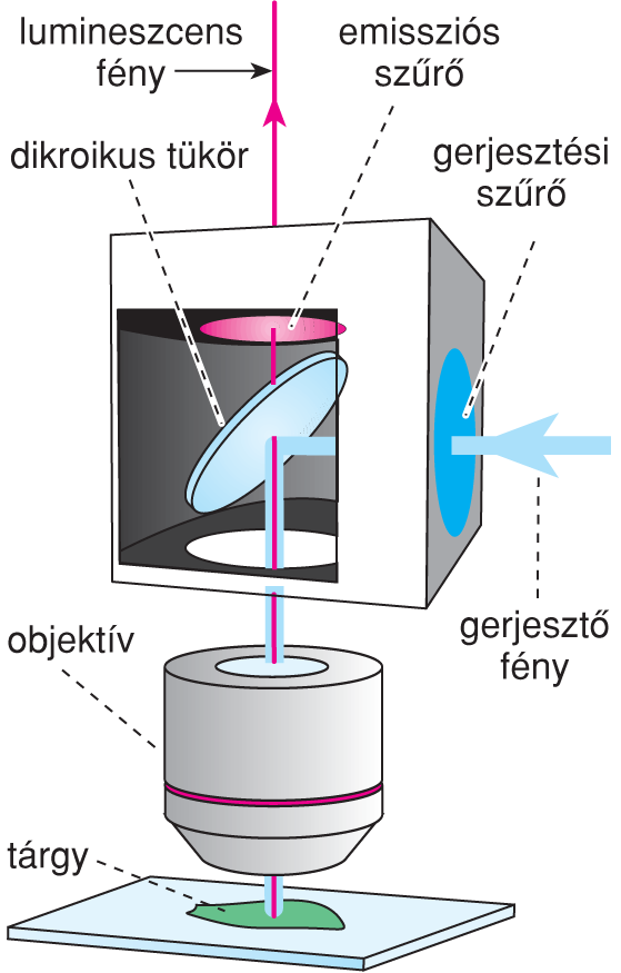 VI/2.3.3. Fluoreszcenciamikroszkóp