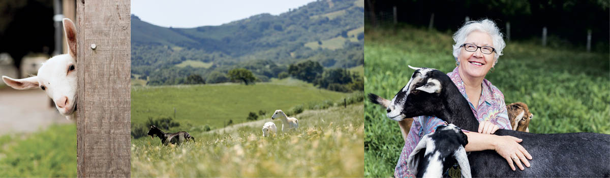 Goats and the owner at Redwood Hill Farm in California