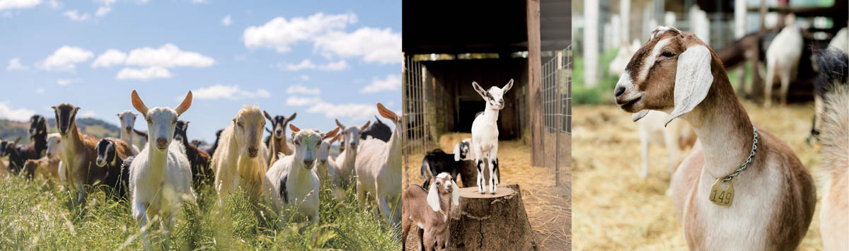 Herds of dairy goats at Redwood Hill Farm