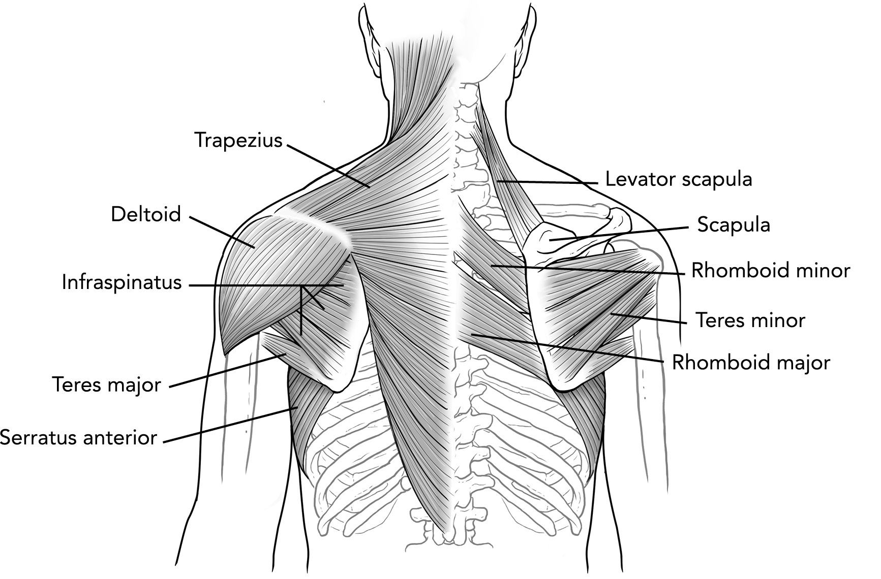 Muscles of the Upper Back