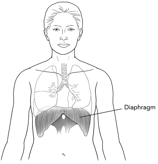 The Diaphragm