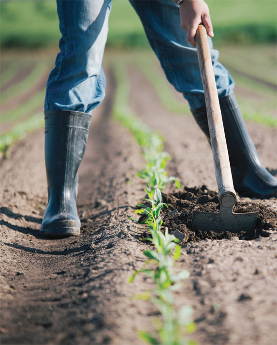 A person using a hoe in a garden.