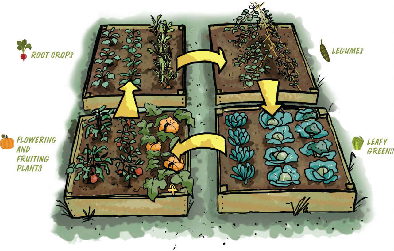 A crop rotation plan.