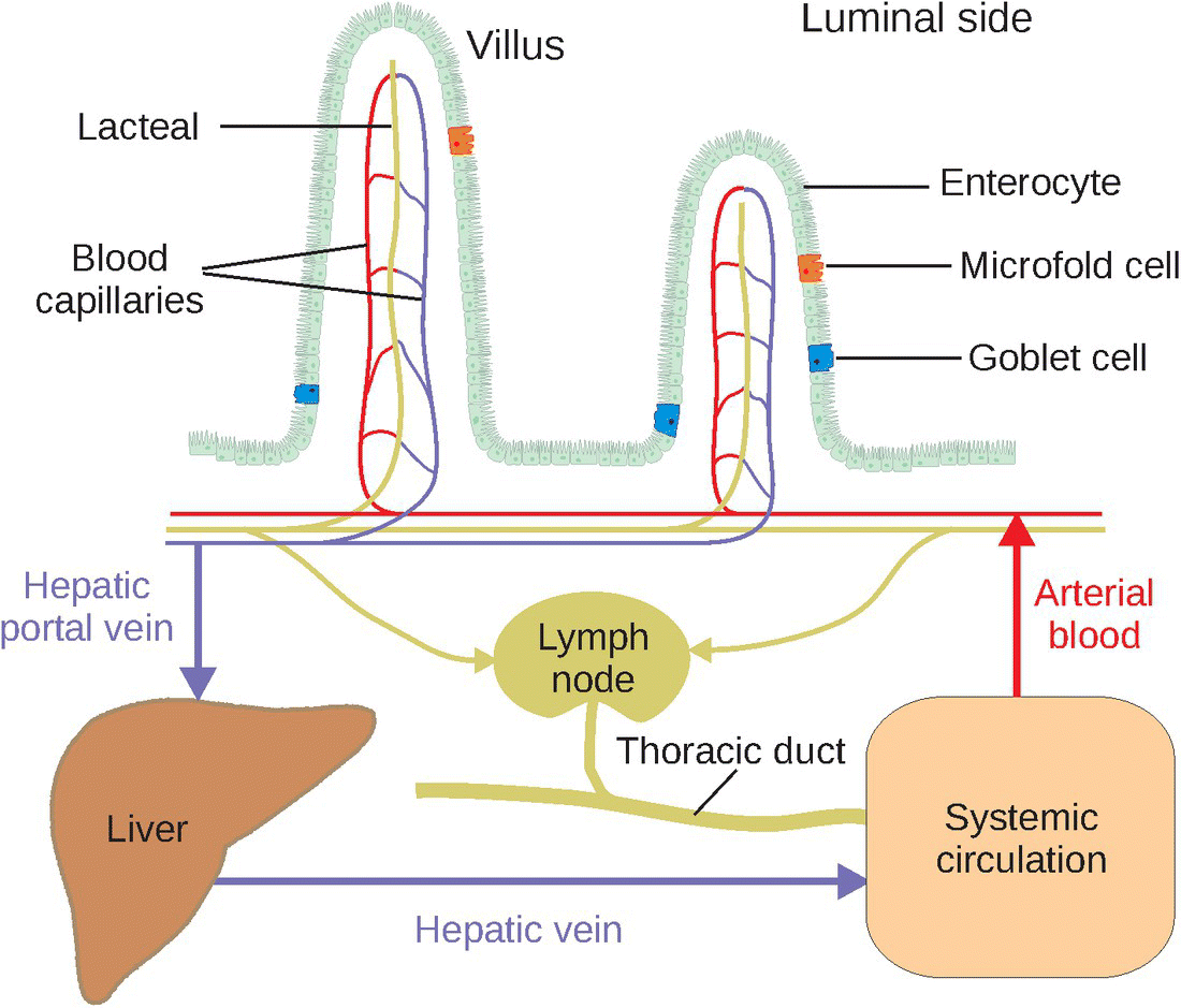 Schematic diagram depicting the lymphatic and capillary networks, featuring the liver, systemic circulation, lymph node, etc., with 3 arrows representing hepatic portal vein, hepatic vein, and arterial blood.