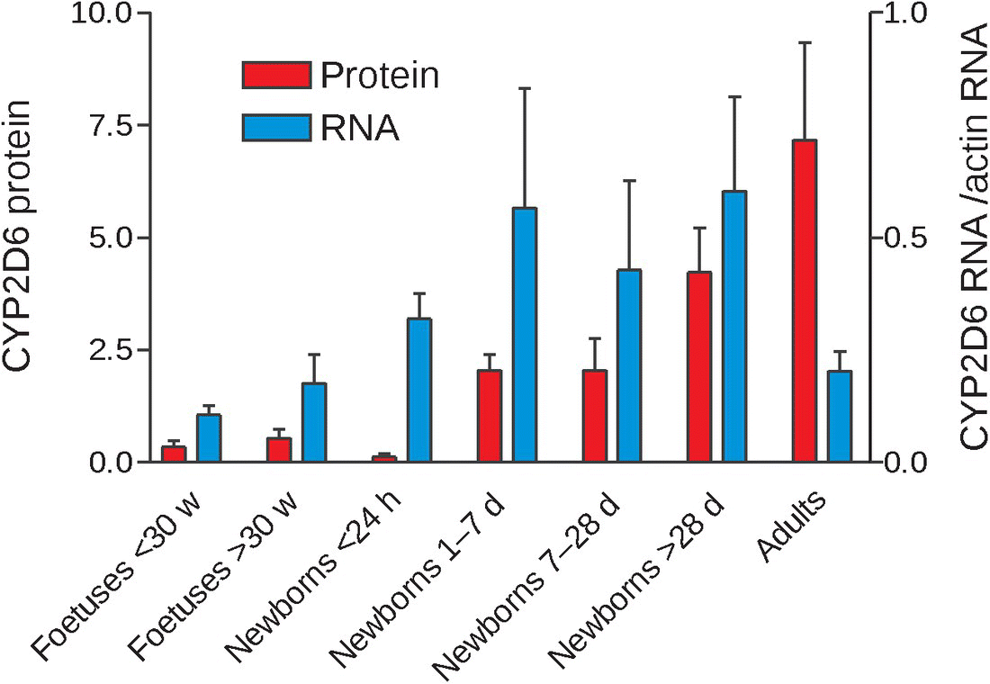 Clustered bar graph of age-related variation of CYP2D6 protein and CYP2D6 mRNA in human liver, with bars along fetuses <30 w, fetuses >30 w, newborns <24 h, newborns 1–7 d, newborns 7–28 d, newborns >28 d, and adults. 