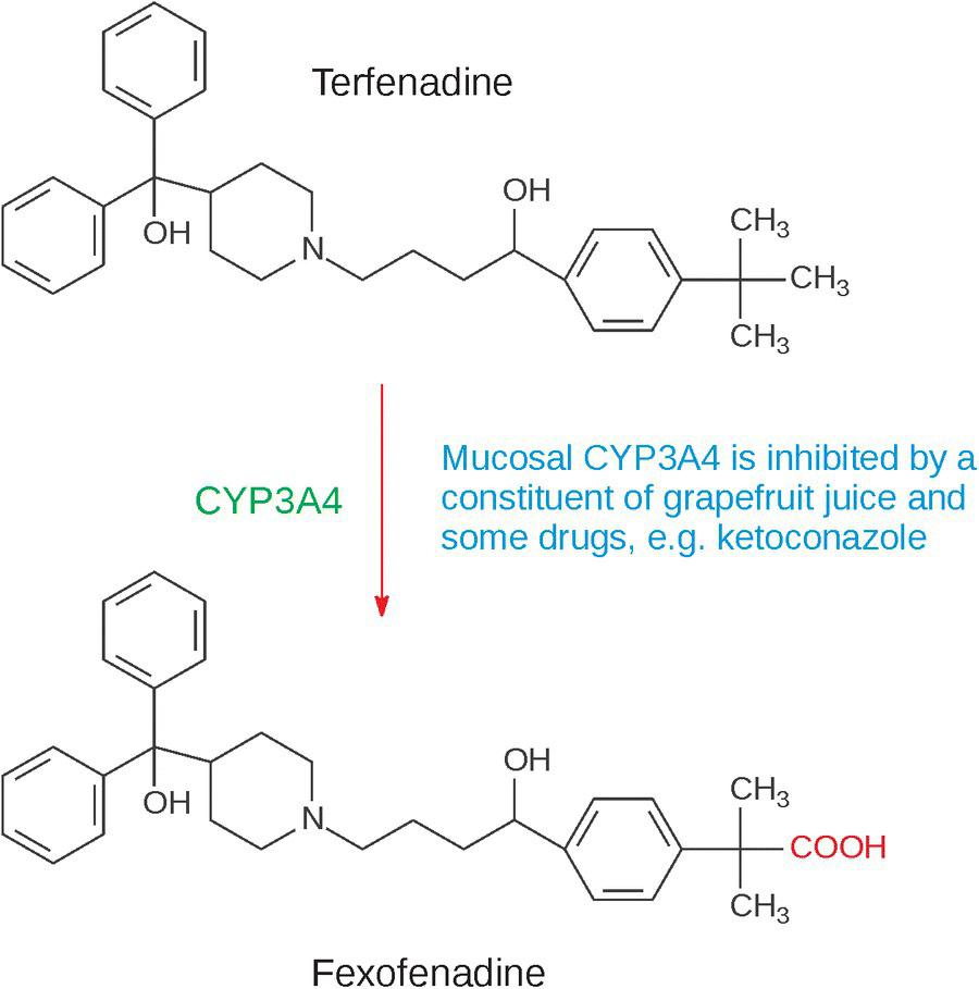 Schematic flow illustrating the inhibition of first-pass metabolism of terfenadine to fexofenadine that increases plasma terfenadine concentrations, which increases risk of toxicity.