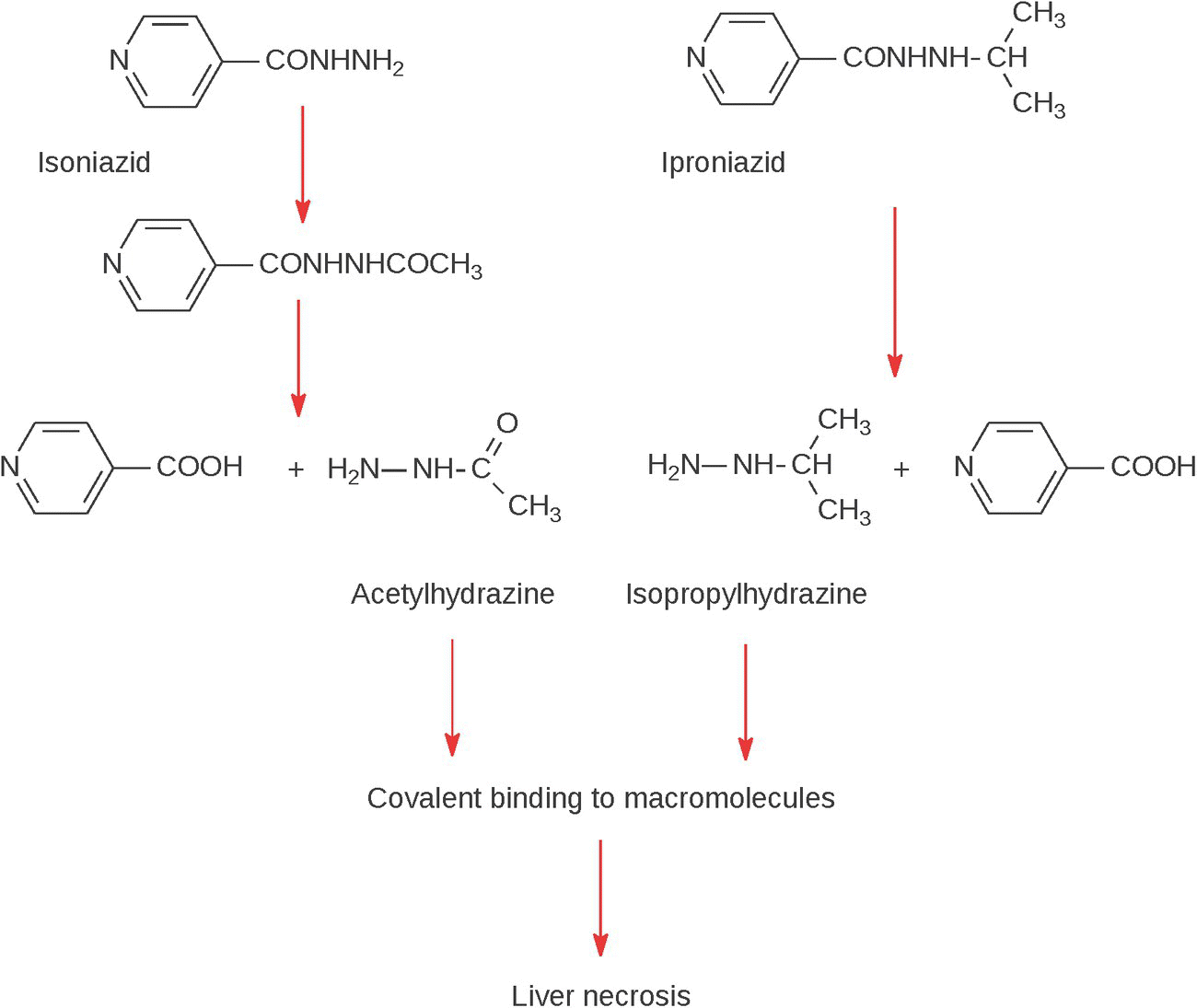 Schematic flow of proposed mechanism of hepatotoxicity of isoniazid and iproniazid, with arrows labeled acetylhydrazine, isopropylhydrazine, covalent binding to macromolecules directing to liver necrosis.