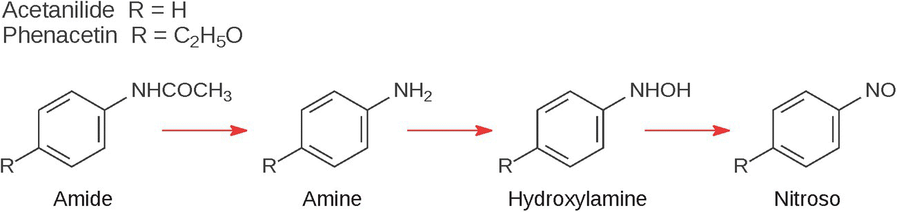 Schematic flow illustrating oxidation of acetanilide and phenacetin, involving amide, amine, hydroxylamine, and nitroso.