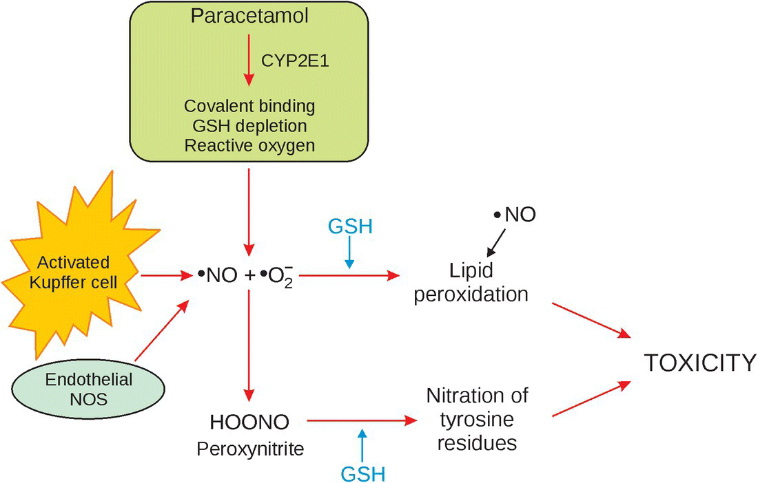 Flow of the postulated mechanisms of paracetamol-induced hepatotoxicity, with arrows labeled activated Kupffer cells, endothelial cells, lipid peroxidation, and nitration of tyrosine directing to toxicity.