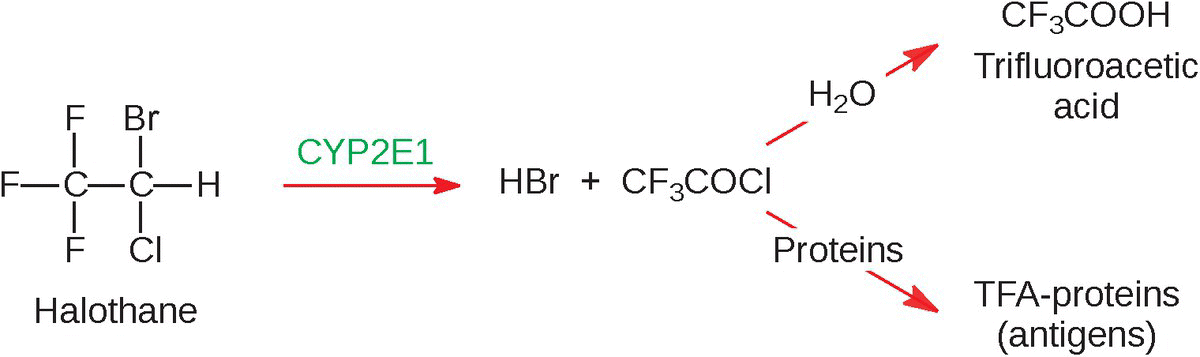 Schematic flow illustrating oxidative debromination of halothane, with arrows labeled CYP2E1 directing to HBr and trifluoroacetyl chloride producing trifluoroacetic fluid and TFA-proteins (antigens).