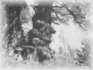 An aged Juniper, near Lake Tahoe