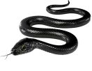 black-mamba-png-hd.png