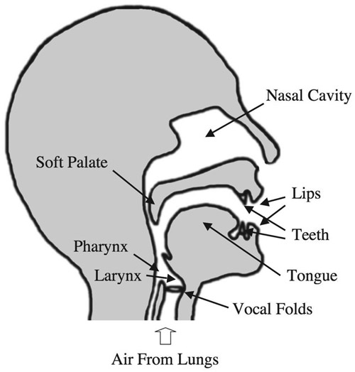 Figure 11.1 The anatomy of the human vocal tract.