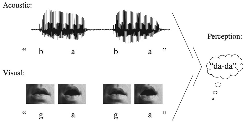 Figure 11.12 The McGurk effect. If the sound “ba-ba” is played at the same time as the listener sees the lip movements for “ga-ga,” then the listener hears the utterance as “da-da,” a combination of the acoustic and visual information.