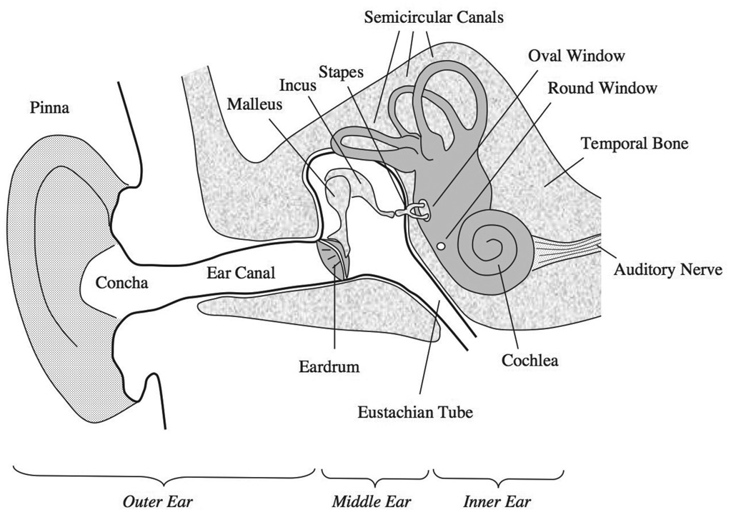 Figure 4.1 The anatomy of the peripheral auditory system.