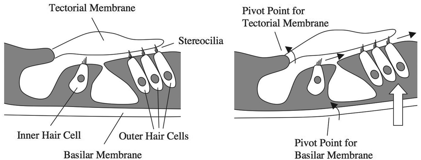 Figure 4.10 An illustration of how displacement of the basilar membrane toward the scala vestibuli (curved arrows) produces a shearing force between the basilar membrane and the tectorial membrane, causing the stereocilia on the hair cells to be bent to the right (straight arrows). Both the basilar membrane and the tectorial membrane pivot about the points shown on the figure. Displacement of the basilar membrane toward the scala tympani produces the opposite effect, causing the stereocilia to be bent to the left (not shown).