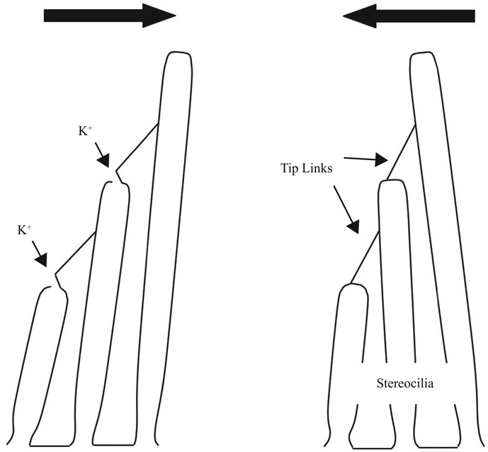 Figure 4.11 How movement of the stereocilia causes an electrical change in the hair cell. When the stereocilia are bent to the right (toward the scala media), the tip links are stretched and ion channels are opened. Positively charged potassium ions (K+) enter the cell, causing the interior of the cell to become more positive (depolarization). When the stereocilia are bent in the opposite direction, the tip links slacken and the channels close.