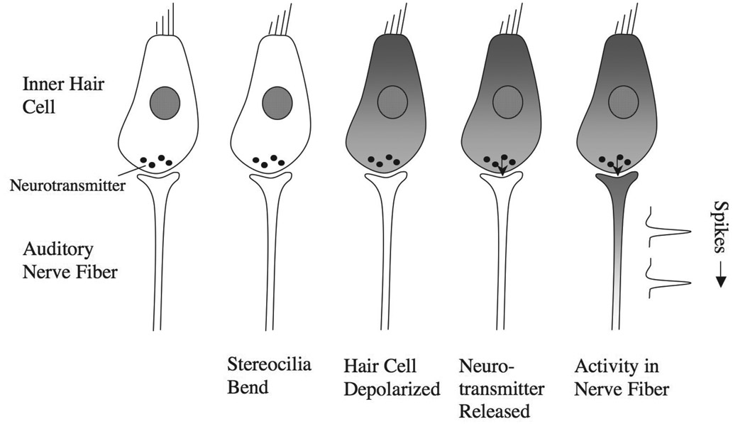 Figure 4.12 The main stages in the transduction process. Time proceeds from left to right.