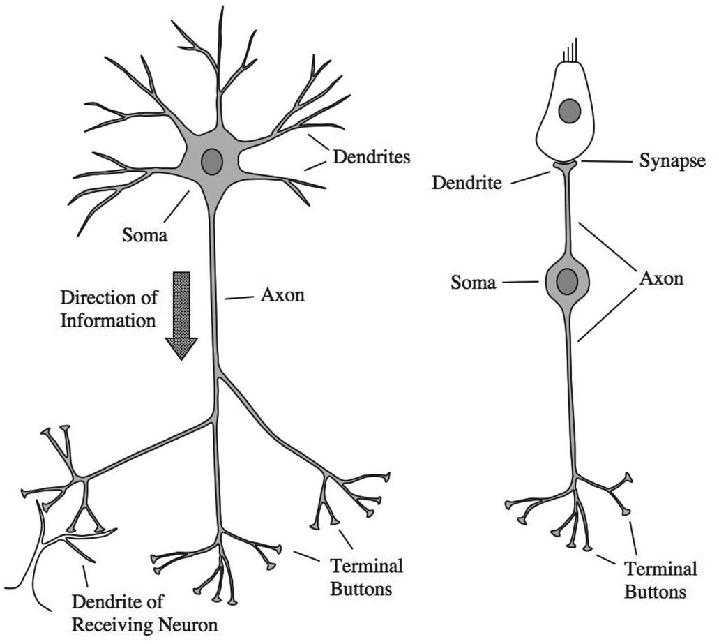 Figure 4.13 An illustration of the structures of two neurons. On the left is the type of neuron one might find in the brain, with many dendrites and terminal buttons. At the bottom left, the terminal buttons of the neuron are shown forming synapses with the dendrites of another neuron. On the right is a sensory neuron with one dendrite (in this case, one of the neurons from the auditory nerve). The lengths of the axons, and the complexity of the branching dendrites and axons, have been reduced for illustrative purposes.