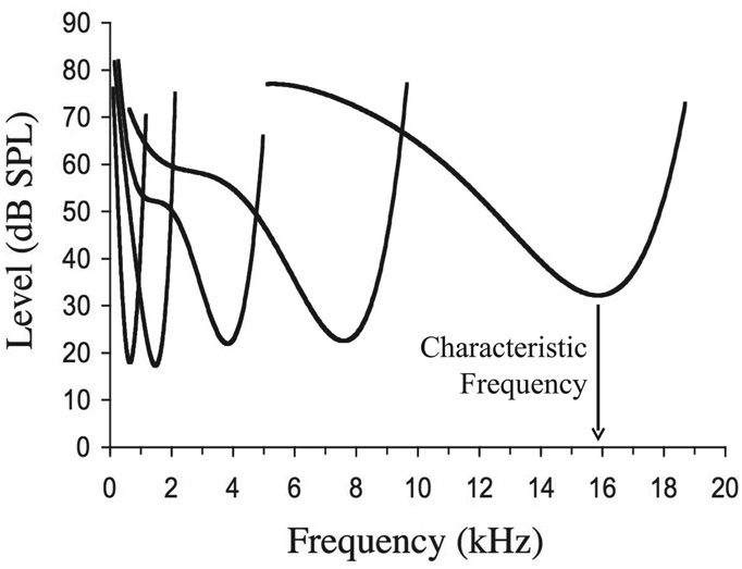 Figure 4.14 Frequency threshold tuning curves recorded from the auditory nerve of a chinchilla. Each curve shows the level of a pure tone required to produce a just measurable increase in the firing rate of a neuron, as a function of the frequency of the tone. Low levels on each curve indicate that the neuron is sensitive to that frequency, and high levels indicate that the neuron is insensitive to that frequency (since the level has to be high to cause the neuron to respond). The tip of the curve (highest sensitivity) indicates the characteristic frequency of the neuron. Five curves are shown, illustrating the tuning properties of five neurons with characteristic frequencies ranging from about 500 Hz to about 16 kHz. The curves are smoothed representations of recordings made by Ruggero and Semple (see Ruggero, 1992).