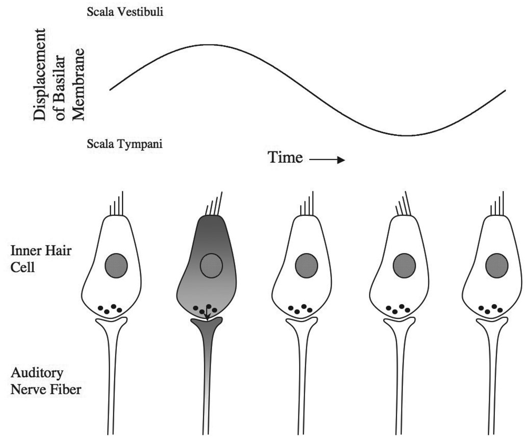 Figure 4.17 How electrical activity in the inner hair cells and in the auditory nerve is related to the motion of the basilar membrane. Activity is greatest at a particular phase during each cycle of basilar membrane vibration (indicated by the second hair cell from the left).