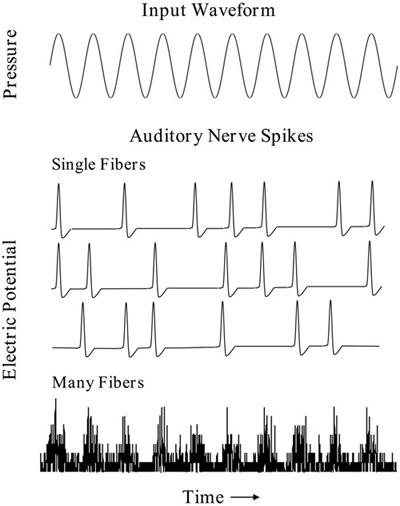 Figure 4.18 An illustration of auditory nerve activity in response to a 250-Hz pure tone (top panel). The middle panels show the patterns of spikes that may be produced by three individual auditory nerve fibers. The bottom panel represents the combined spikes produced by 500 nerve fibers. Notice that, although there is some variability in the phase at which a single neuron fires from cycle to cycle, the periodicity of the waveform is well represented across the array of fibers.