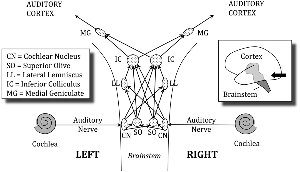 Figure 4.19 A highly simplified map of the ascending auditory pathways, showing the main neural connections in the brainstem. The viewpoint is toward the back of the brain, as indicated by the arrow on the illustration to the right (cerebellum removed).