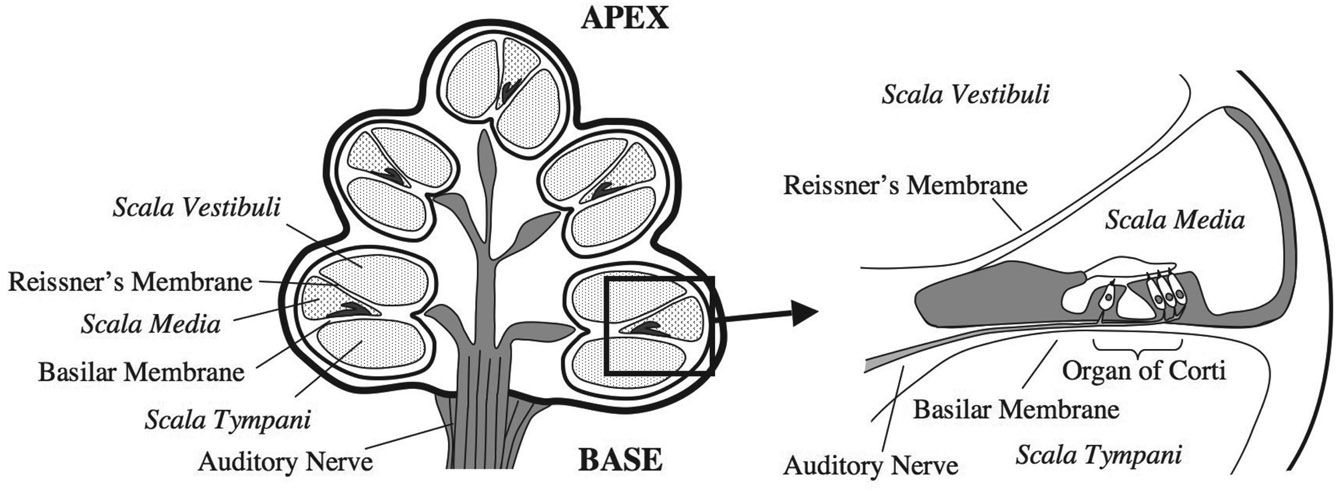 Figure 4.2 Two magnifications of a cross-section of the cochlea. The spiral is viewed from the side, in contrast to the view from above in Figure 4.1.