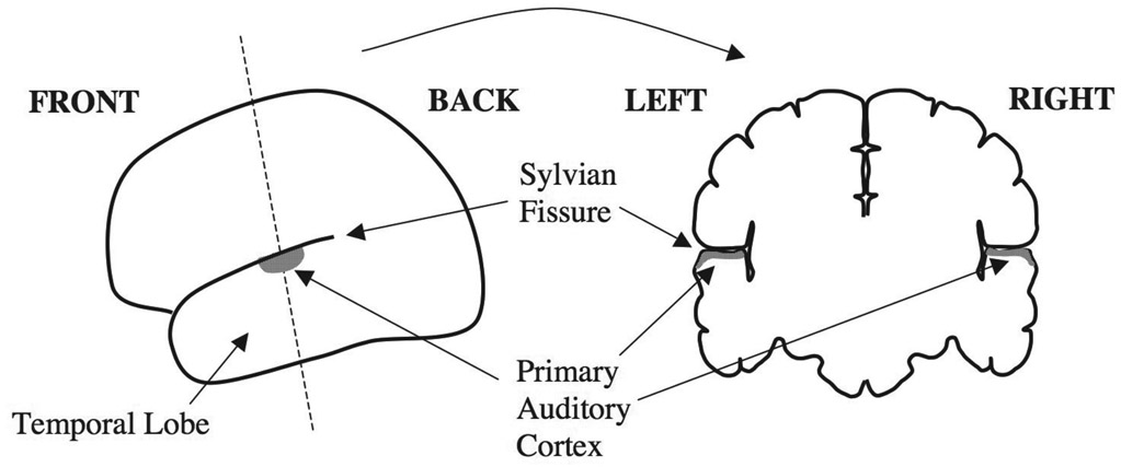 Figure 4.20 The location of the primary auditory cortex on the cerebral cortex, shown from the side (left), and in a cross-section taken along the dashed line (right).