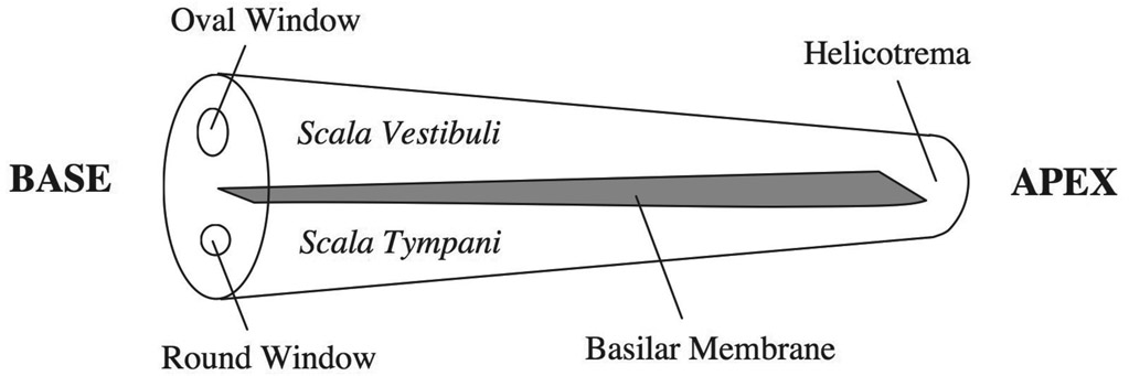 Figure 4.3 A highly schematic illustration of the cochlea as it might appear if the spiral were unwound. The vertical dimension is exaggerated relative to the horizontal. Reissner’s membrane and the scala media are not illustrated.