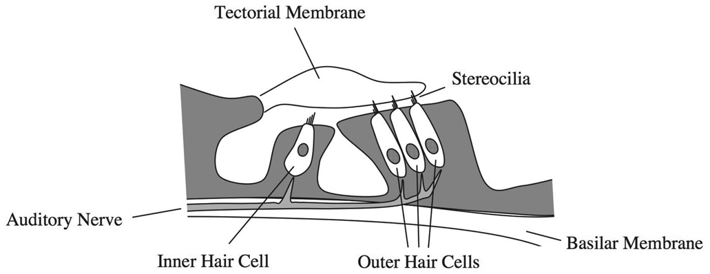 Figure 4.4 The tectorial membrane and the organ of Corti.