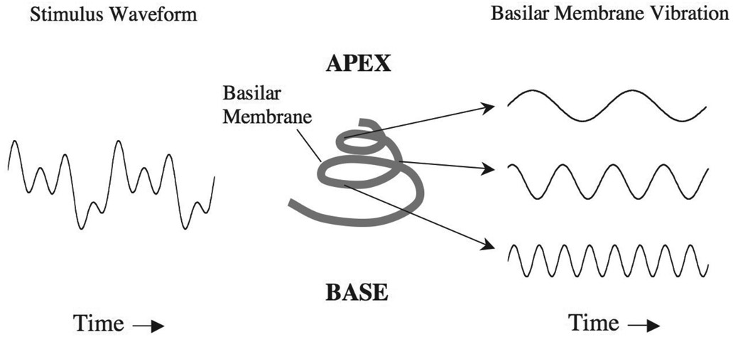 Figure 4.6 A schematic illustration of how a complex sound waveform (left) is decomposed into its constituent frequency components (right) by the basilar membrane. The approximate locations on the basilar membrane that are vibrating with these patterns are shown in the center.