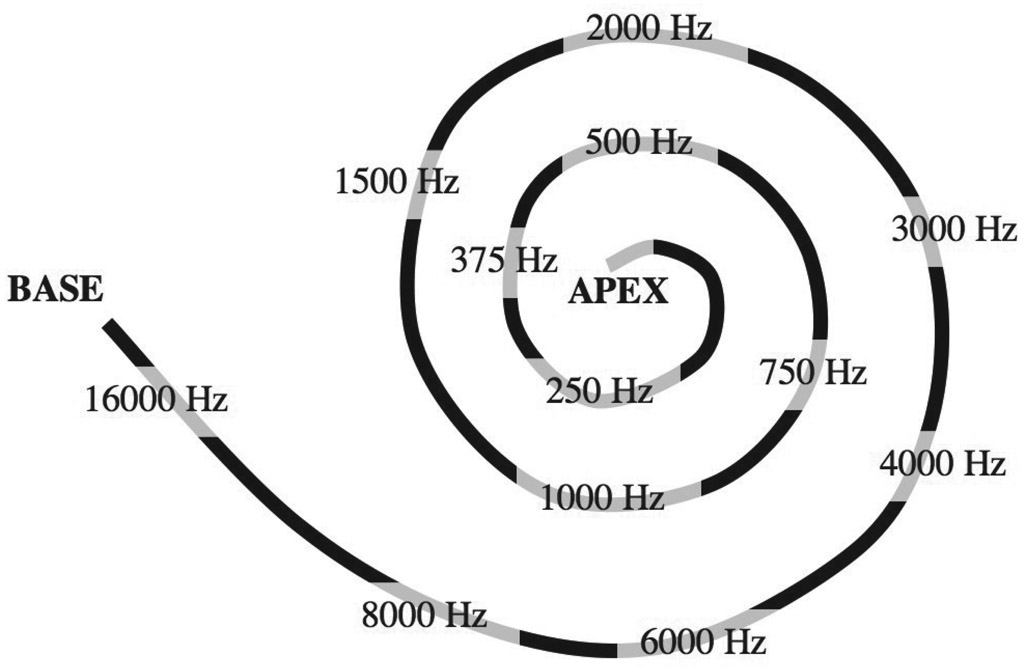 Figure 4.7 The approximate distribution of characteristic frequencies around the human cochlea, with a viewpoint above the spiral.