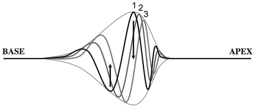 Figure 4.8 Three time frames in the motion of the basilar membrane in response to a pure tone. The arrows show the direction of motion of the basilar membrane at two places along its length. The dotted lines show the envelope traced out by the traveling wave (i.e., the maximum displacement at each place). Compared to the real thing, these plots have been hugely exaggerated in the vertical direction.