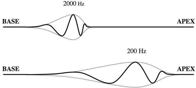 Figure 4.9 A snapshot of the basilar membrane displacement at a single instant, in response to pure tones with two different frequencies. Based on measurements by von Békésy (see von Békésy, 1960).