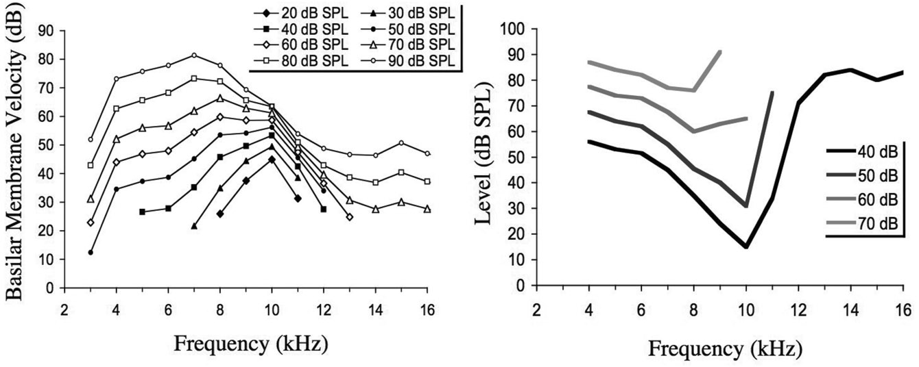 Figure 5.1 Iso-level curves (left panel) and tuning curves (right panel) for a single place at the base of the basilar membrane of a chinchilla. The iso-level curves show basilar membrane velocity (in decibels relative to 1μm/s) as a function of the frequency of a pure tone for various levels of the tone. The tuning curves show the level of a pure tone needed to produce a criterion velocity of the basilar membrane (shown in the legend in decibels relative to 1 μm/s) as a function of frequency. The plots are based on data from Ruggero et al. (1997).