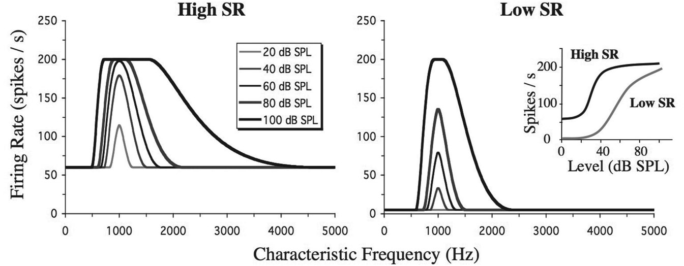 Figure 6.7 A simulation of firing rate as a function of characteristic frequency for representative high spontaneous rate (left panel) and low spontaneous rate (right panel) auditory nerve fibers in response to a 1000-Hz pure tone presented at different levels. The rate-level functions of the two fibers in response to a tone at characteristic frequency are illustrated to the right of the figure.