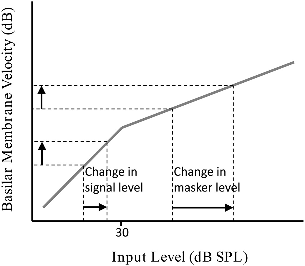 Figure 8.3 An illustration of why the growth of forward-masking functions in the left panel of Figure 8.2 are shallow for the 20- and 40-ms gap conditions. The masker is in the compressive region of the basilar membrane response function (illustrated by the shallow gray line), and the signal is in the linear region of the basilar membrane response function (illustrated by the steeper gray line for input levels below 30 dB SPL). To produce the same change in basilar membrane velocity (in decibels, the vertical arrows to the right of the y-axis), the change in signal level is less than the change in masker level (the horizontal arrows above the x-axis).