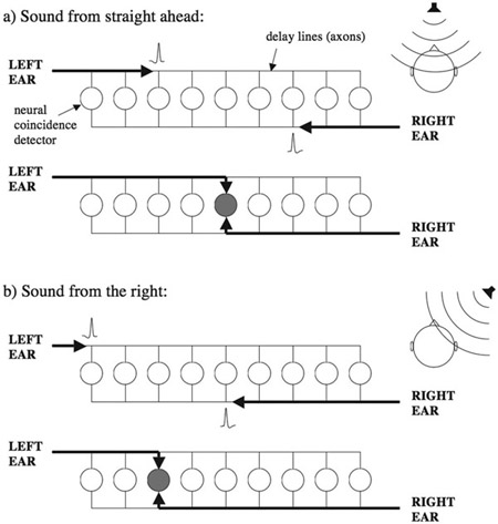 Figure 9.7 An illustration of a popular theory of how interaural time differences are extracted by the auditory system (the Jeffress model). The circles represent neurons tuned to different interaural time differences (equivalent to different locations in the horizontal plane; neurons to the left of the array respond best to sounds from the right, and vice versa). The thin lines represent the axons of neurons innervating the binaural neurons. Each panel shows two successive time frames: (a) a sound from straight ahead arrives at the two ears at the same time, and the neural spikes from the two ears coincide to excite a neuron in the center of the array; (b) a sound from the right arrives at the right ear first, and the spikes from the two ears coincide at a different neuron in the array.