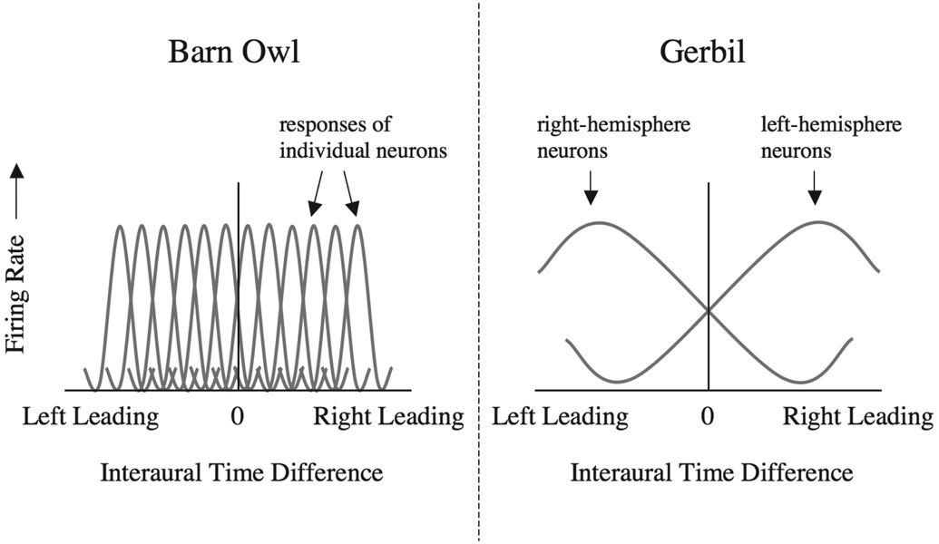 Figure 9.8 How interaural time differences may be represented in the brainstem of birds and mammals. In the barn owl (left panel) at each characteristic frequency in each hemisphere of the brain, there is an array of neurons tuned to different interaural time differences: Each neuron produces a maximal response when the sound arrives from a particular location. This is the array of coincidence detectors proposed by Jeffress (Figure 9.7). In the gerbil, however, neurons in each hemisphere have a single broad tuning, responding maximally to a sound leading in the opposite ear (right panel). Location may be derived by comparing the firing rates of the neurons in the two hemispheres. Based on McAlpine and Grothe (2003).