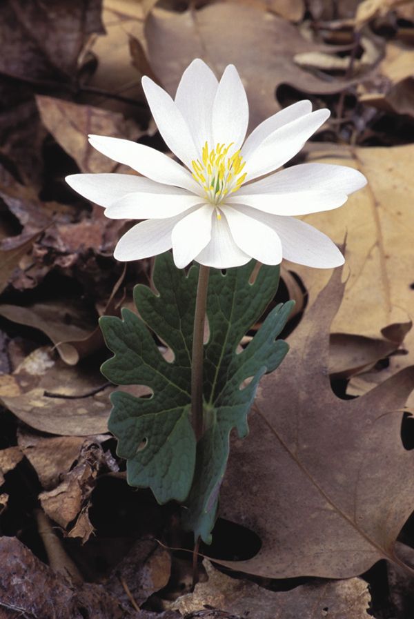 bloodroot_1214f.tif