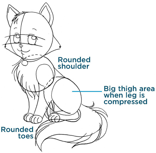 Rounded shoulder. Big thigh area when leg is compressed. Rounded toes.